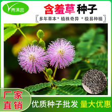含羞草种子盆栽花草花卉种子阳台庭院种植易种盆栽花籽害羞草种籽