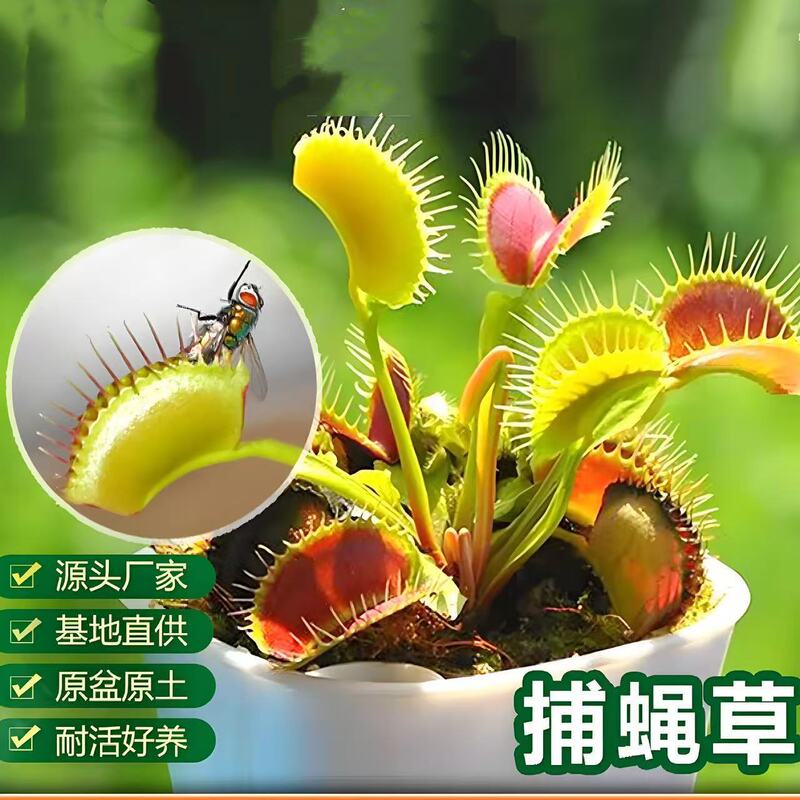 Extra-Large Flytrap Potted Plant, Mosquito-Repelling Green Plant, Venus Flytrap Flower, Easy to Care for in Kindergarten Indoor Setting
