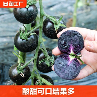 �����鷬�������t���N�ӷN�����ļ����ԙ����}Ů���߲�����������