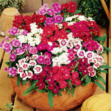 �������ʯ�񻨷N�Ӷ���������·߅����ͥԺ�׻�N���ӻ��ݷN��