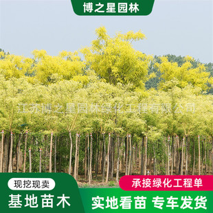 �޽��S�𻱘����֦��ͥԺ�e�������L������@���е��G��������ľ