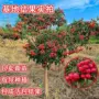 北方南方庭院无籽果树