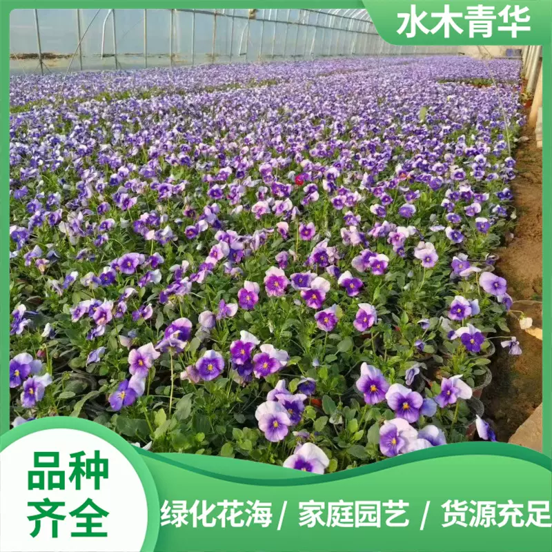角堇盆栽杯苗景区造景工程绿化苗品种齐全 时令花卉苗木租摆植物