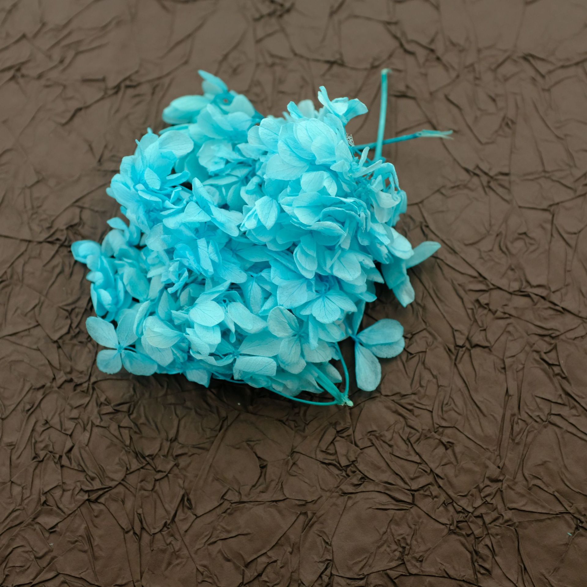 Bois d'hortensia bleu de glace / 5G en boîte