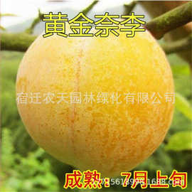 黄金奈李子树苗广东黄布林李子苗树结果李离核南北方黄蜜种植当年