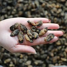 福建特级小海蛎干煲汤常用小生蚝干货可即食新货淡干无沙海产干货