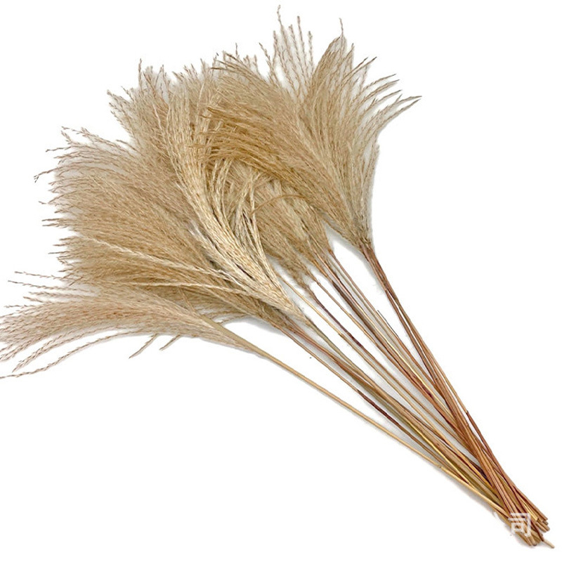 Pampas naturales ramo de flores secas cola de conejo hierba pequeña Reed polvo Reed madera estilo bohemio decoración del hogar