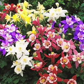 乔木;种子;园林果树