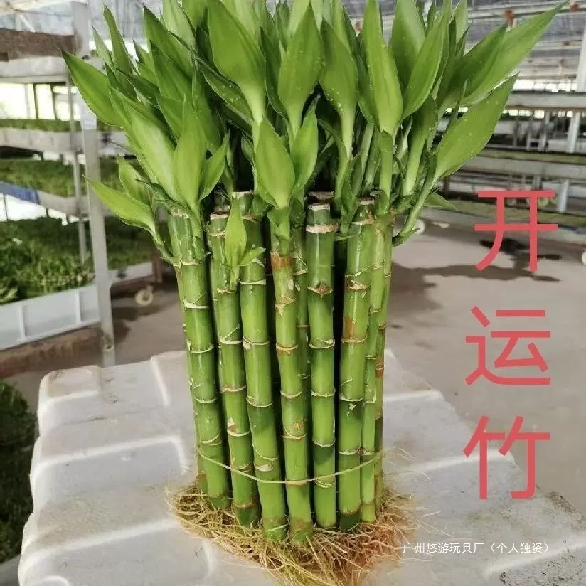 客厅养培开运富贵竹植物竹盆栽根水四季厂家竹带竹子工厂直绿植