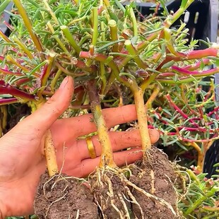 �ذ�̫ꖻ��Ϙ�ĵ��õ�t����������ֲ��������޸��󻨎���