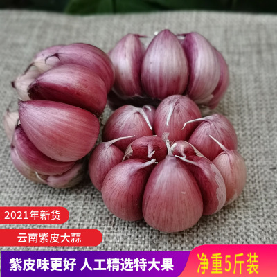 云南紫皮红干大蒜头2021新货多瓣香蒜子红皮香辣种籽5斤特大|ru