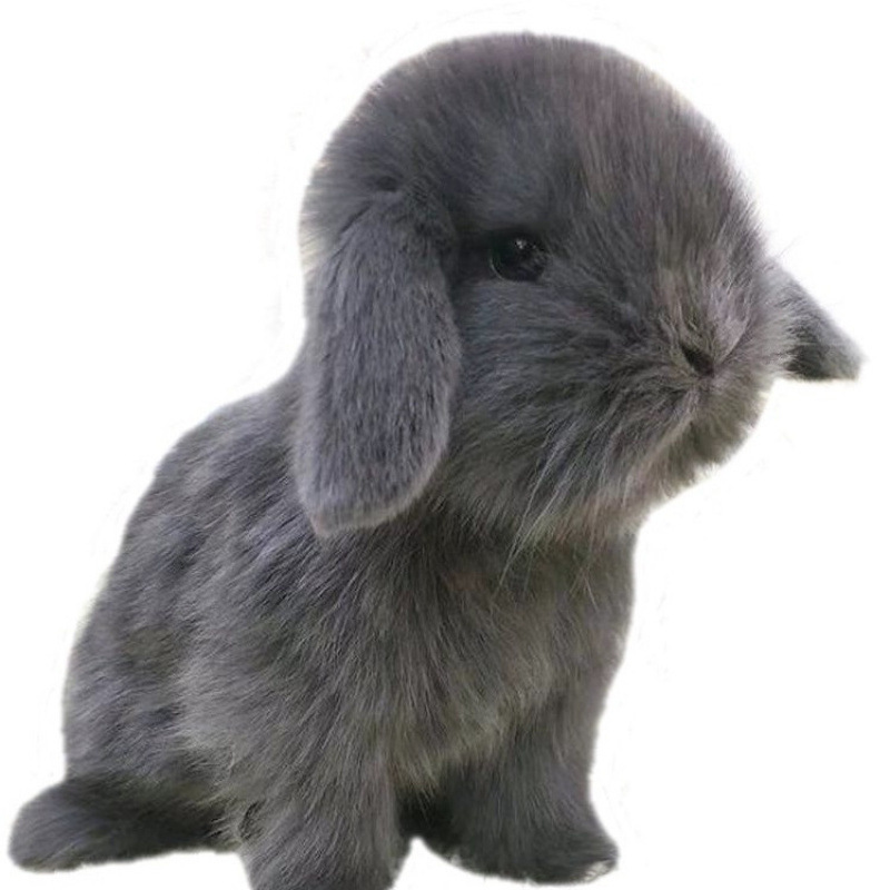 小さなウサギ、生きているノームウサギ、成長しない、ミニプリンセス、オランダ垂れ耳ウサギ、ティーカップウサギ、飼い慣らされたペットウサギ|undefined