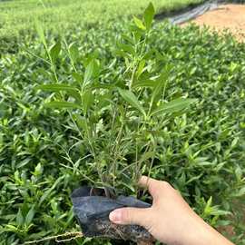 小叶栀子花黄栀子杯苗室内绿植庭院绿化现货出售基地直销庭院景观