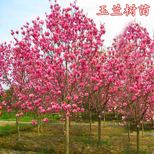 ���m�������ͥԺ��ľ�t���S�����Ե��ԾG���L���ͺ�ͥԺ���m����