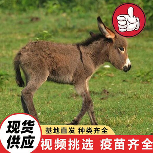 2025���ی�������ë�H���w ���^��ͯ����Ͷι�����H ���wë�H�r��