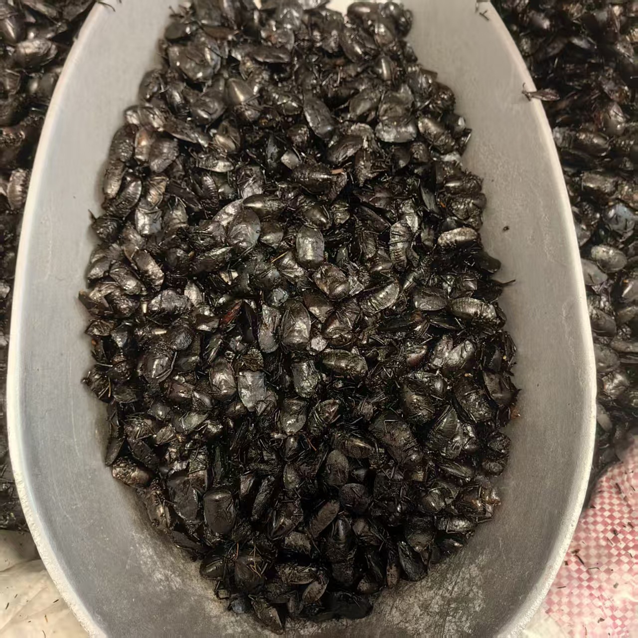 Jiu Xiang Chong Dried Bug 500g Aspongopus chinensis Whole Insect TCM Herbal Ingredient Natural Sun Dried quality and texture