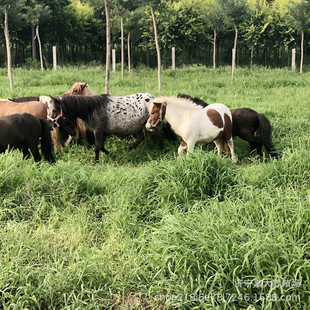 �����Rƥ�r�� �±����R�ăr�� ���w���㰫�R���� ���R�Bֳ��