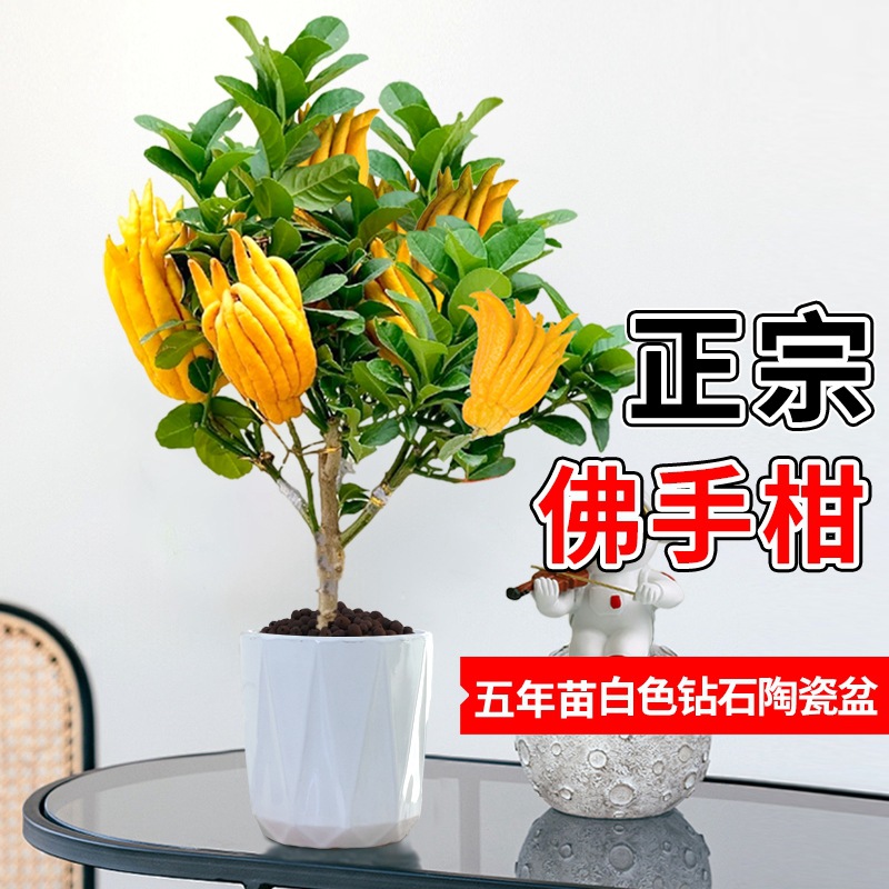 베르가못 5년근 더미 + 다이아몬드 세라믹 화분(과일이 있는 과일 단계)