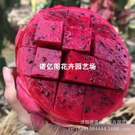 火龙果树果苗盆栽四季结果南北方种植白心黄金燕窝红心火龙果苗树