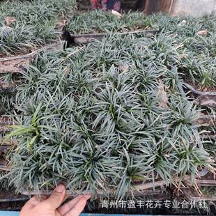 ��ƺֲ���ļ������߅�������簫����ͥԺ�������ͺ���̤�@�־G��