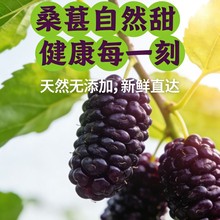 黑桑葚干桑椹泡茶泡水泡酒喝即食新桑甚干黑桑葚干新疆滋补大批发