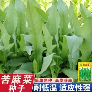 �߮a�o�����˷N�����͸ߜ�Ұ�����˿����������ļ����߲˷N��