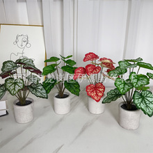 �҃��⠝��G���b��~��ֲ��Gֲ�����Բ廨���12��\�������~