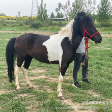 С���R�����˿����T�� �±����R ���䰫�R�Bֳ���U���R