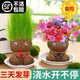 猫猫零食;盆栽;植物工艺品