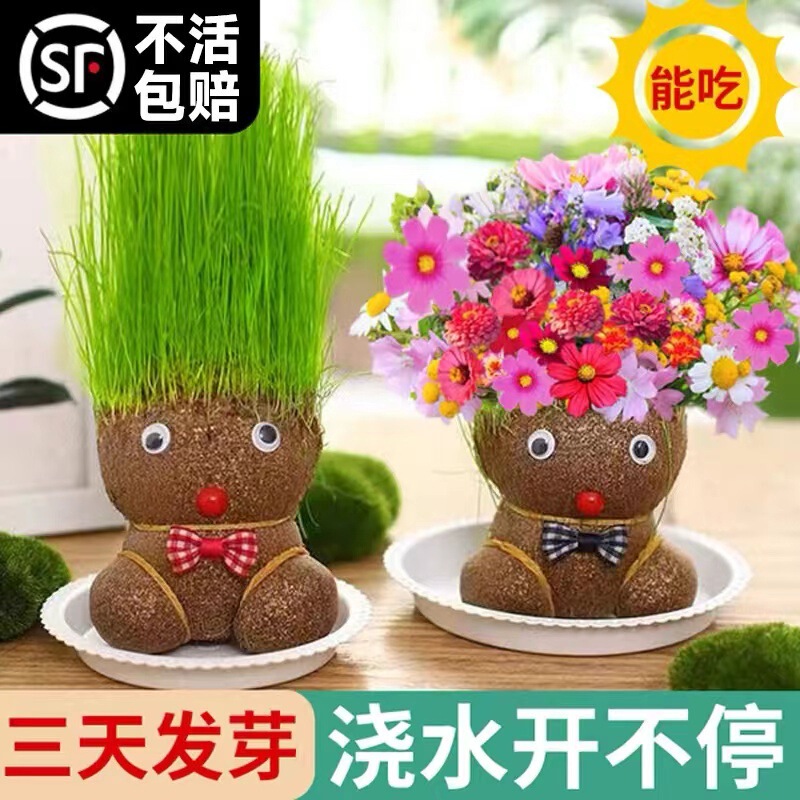 Grass Doll Head Long Grass Doll Flowering Doll Children Watering Head Long Grass Kindergarten Planting Small Pot