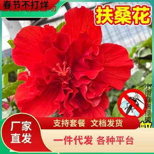 һ�����l��ɣ�������ذꎧ�����tɫ���ĵ�����̨�ļ��_�����҃�