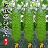 Wholesale fruit cucumber seeds planting four seasons of sowing quality is good varieties of excellent rapeseed vegetable seeds