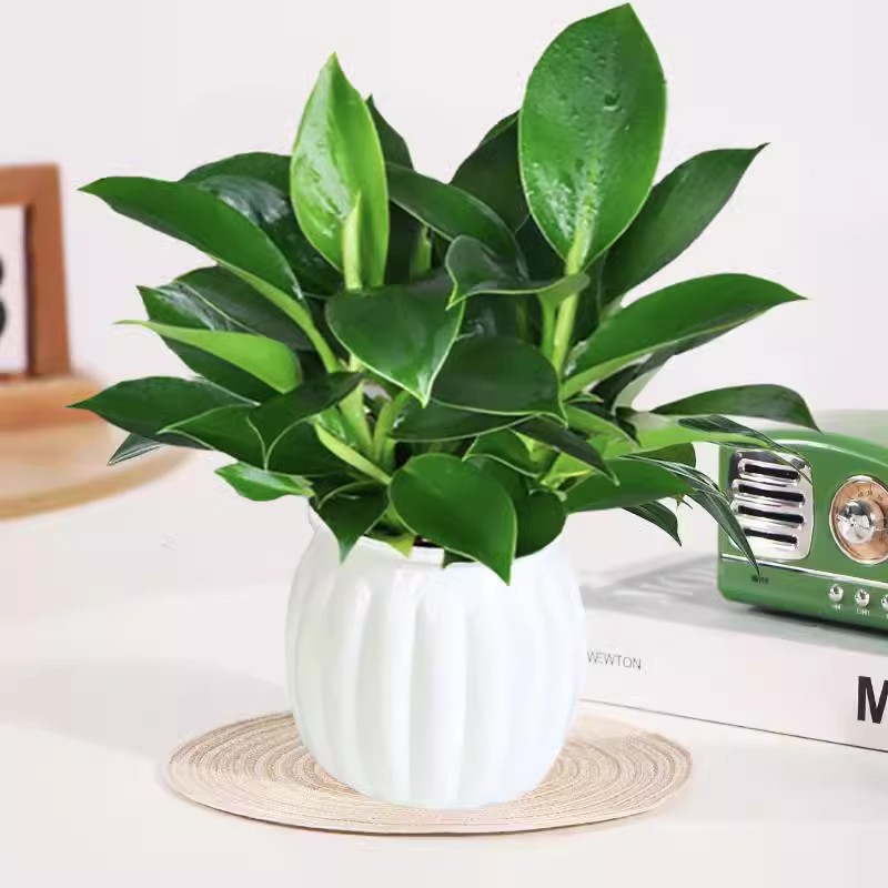 [인터넷 연예인 핫모델] 골든다이아몬드 25cm 3그루(모조 도자기 호박흡수대) + 영양액