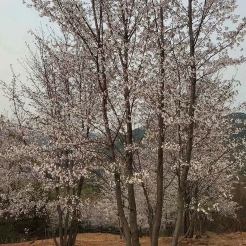 База оптом заросшие деревья и кустарники заросшие хорошо окрашенные Ёсино большое дерево заросшее японская Сакура большие саженцы Большие выгодно