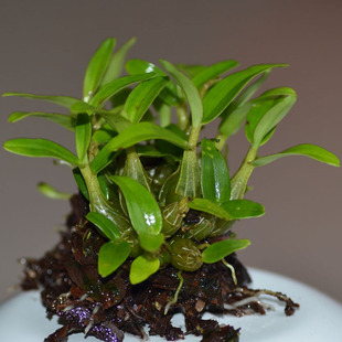 �I����һ��ɽʯ�����������FƤ��ʯ���m�������B��߅�N߅�ɳ�