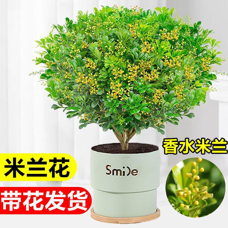 香水米兰花树苗室内客厅桌面花卉盆栽易活四季开花好养驱蚊绿植物