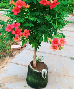 Dropshipping Lingxiao Flower Seedlings Potted Climbing Vine Florals Lingxiao Flower Pile Vine Firecracker Courtyard Balcony Cold-Resistant Florals