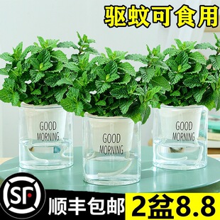 ���ʱ������Կ�ʳ���Ե��㱡���~����ò�ˮ����B�����҃ȾGֲ��