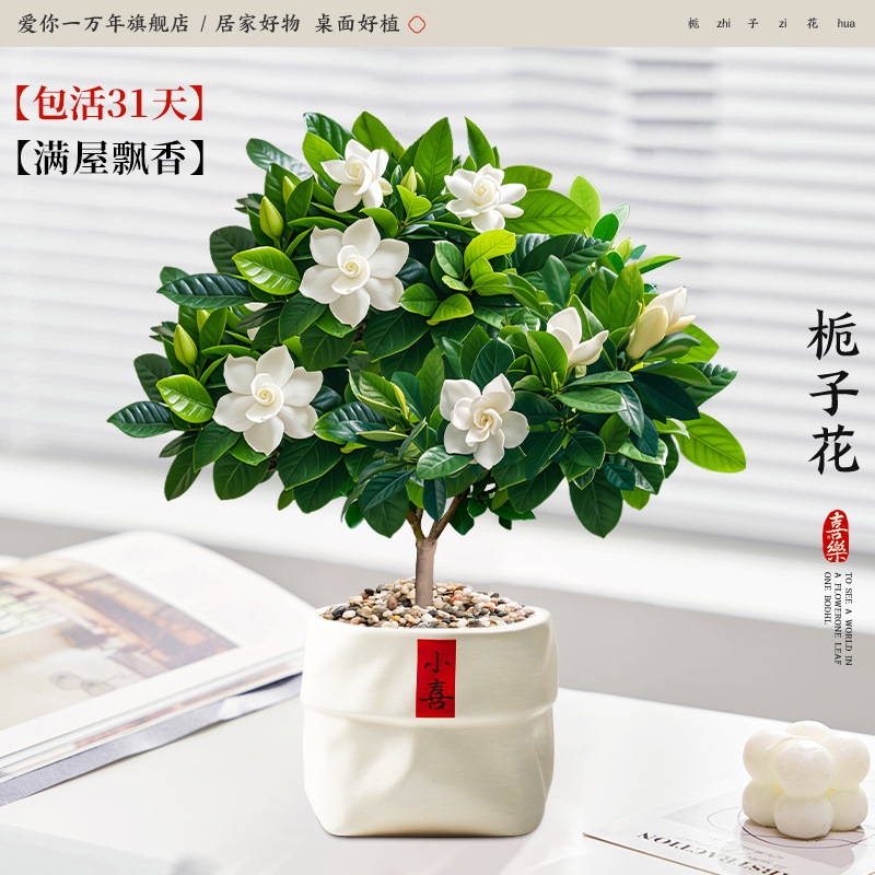 단극 치자나무 + 작은 천주머니 화분 (포장석 + 영양액 포함)