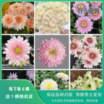石头花匠 皇后 卡林巴三文鱼 大花切花菊雏菊苗多年生宿根盆栽