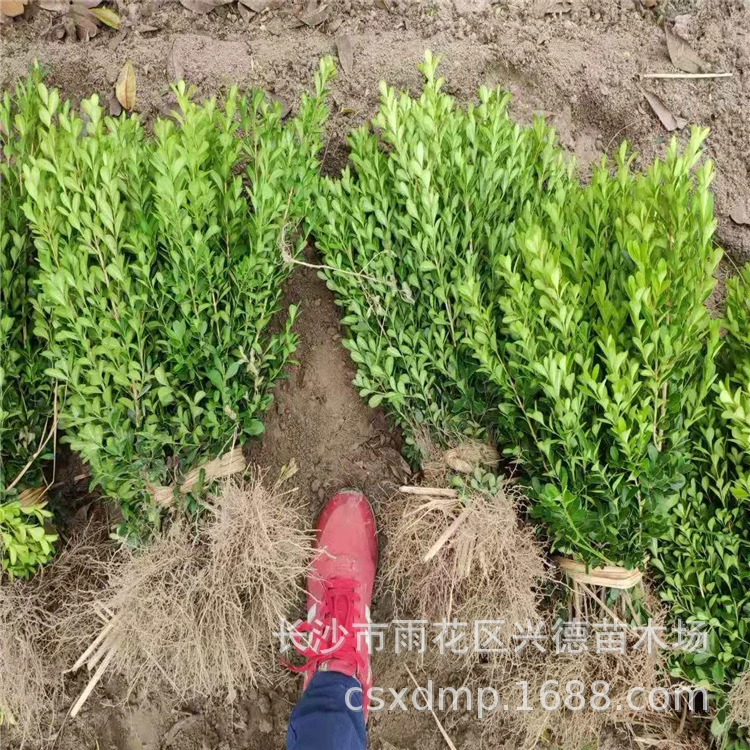 Оптовая продажа мелколистной самшитовой древесины, самшитовой древесины с семенами дыни, шариков самшита, вечнозеленых растений, рассады цветных блоков для залуживания почвы
