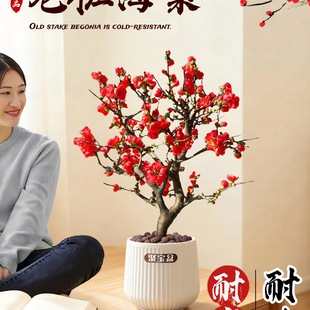 紅梅盆栽圖片- 海量高清紅梅盆栽圖片大全- 阿里巴巴