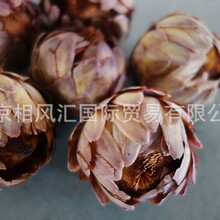 【凤凰球】进口干花不凋花凤凰球装饰摆设拍照道具插花天然植物