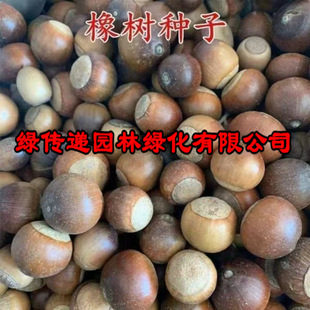 批发新橡树种子栎花栎树橡子橡籽花栗树柞树青冈树苗种子造林橡树-阿里巴巴