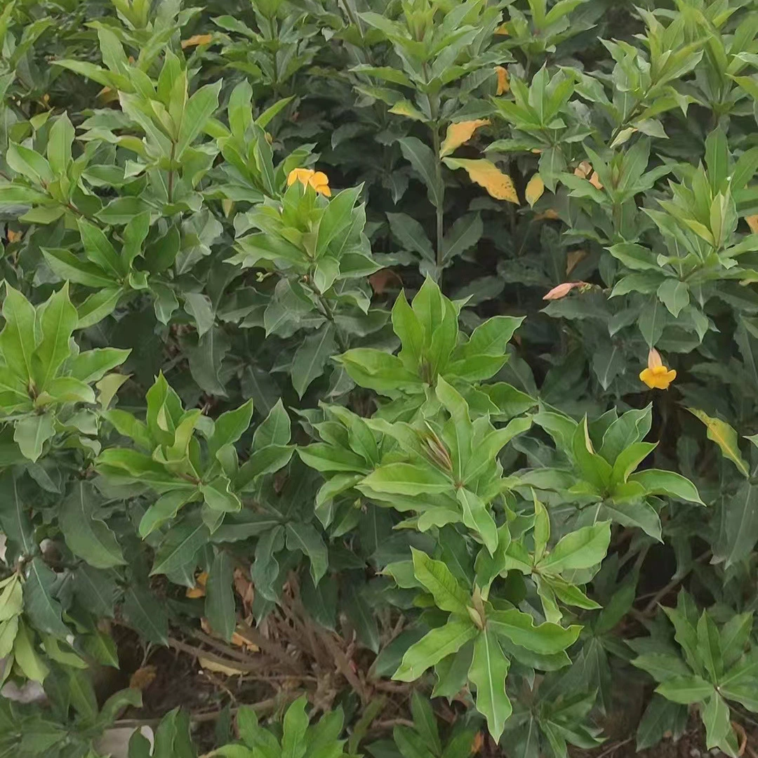 Жесткая ветка Желтый Цикада Мяч Парк Двор Ландшафтный Дизайн Цветок Посадка Кустарники Уличные деревья Пейзаж Деревья Цветочная Кровать Изгородь Деревья