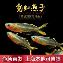 霓虹燕子鱼新郎官珍珠阿鲁橘红燕子灯科鱼热带热带鱼观赏活体包活