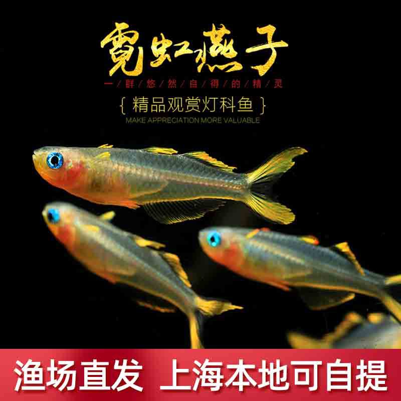 霓虹燕子鱼新郎官珍珠阿鲁橘红燕子灯科鱼热带热带鱼观赏活体包活