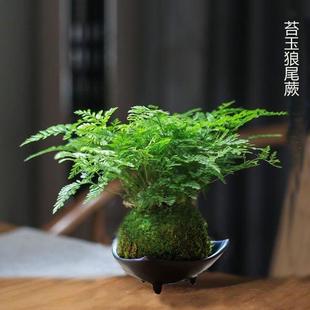 ������βާ̦�\��ˮ��ֲ���҃�����Gֲ���Ժ��B��