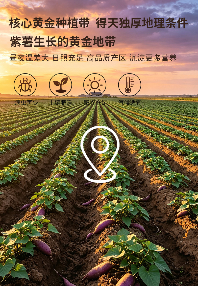 Purple Sweet Potato Powder 500g Bulk Dehydrated Vegetable Powder for Baking Coloring and Culinary Use preparation