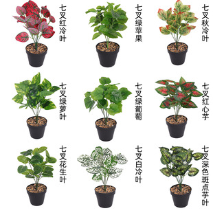 ����ֲ����� �����~�O���~�ع��~����Gֲ���������b[���廨